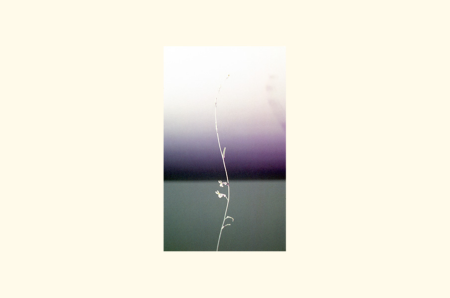 A slender plant against a pale and dark horizon