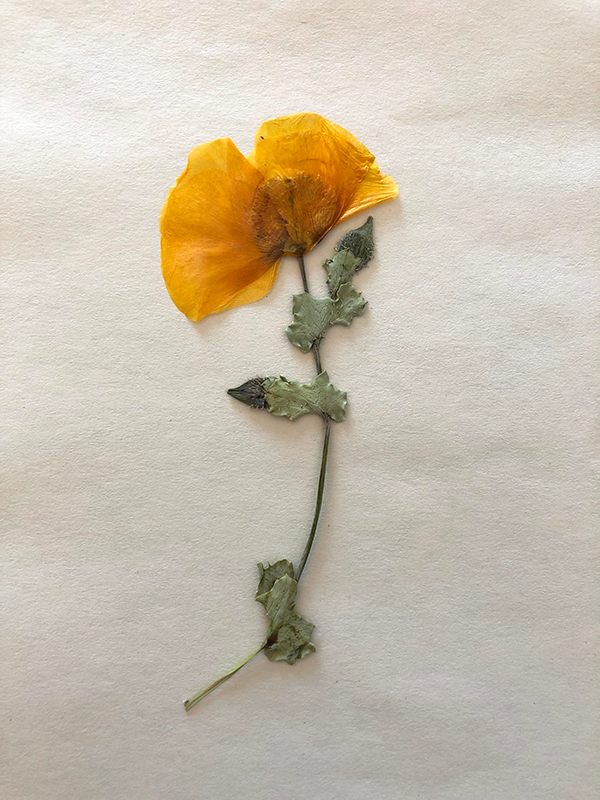 Pressed flower used to make a cyanotype insert