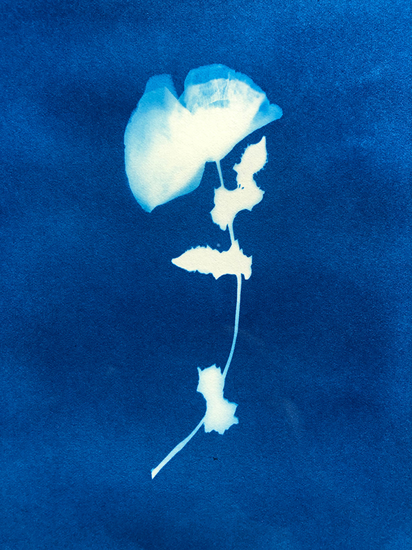 Cyanotype insert made from a pressed flower