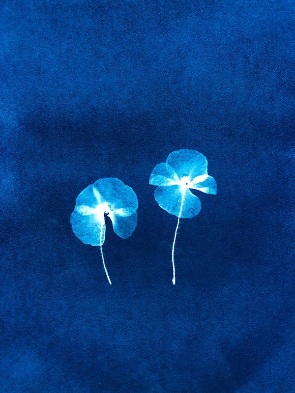 Cyanotype insert showing two pressed flowers
